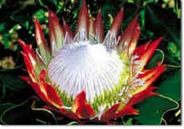Protea